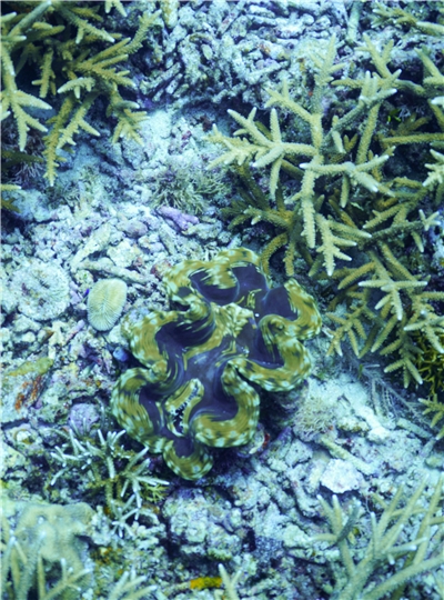 愛妮島旅遊推薦-生物