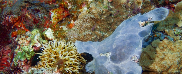 兩支氣瓶潛水 ( 推薦潛點 : SOUTH ENTALULA、WEST ENTALULA )