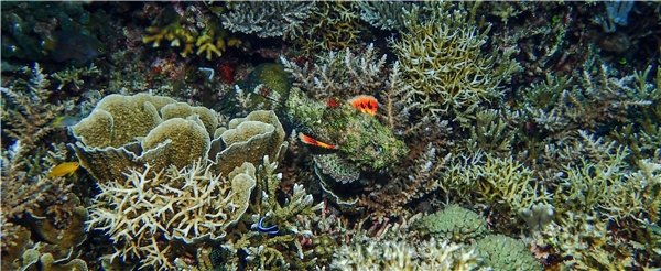 兩支氣瓶潛水 ( 推薦潛點 : SOUTH ENTALULA、WEST ENTALULA )