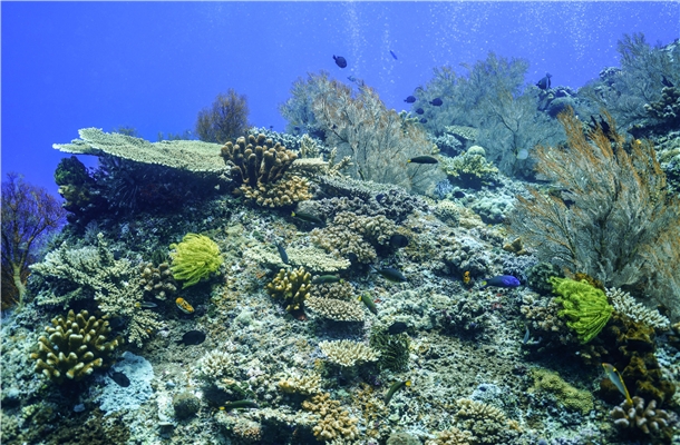 愛妮島旅遊推薦-潛水
