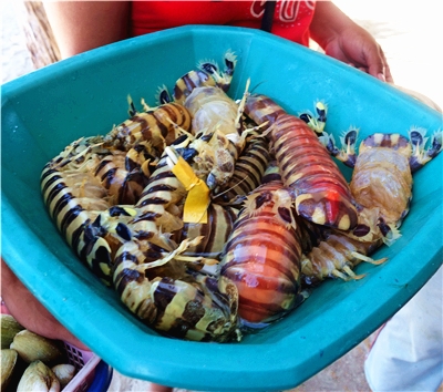 本田灣跳島之旅(三離島出海、離島BBQ、珊瑚區浮潛與魚共舞) →KALUI菲式餐廳